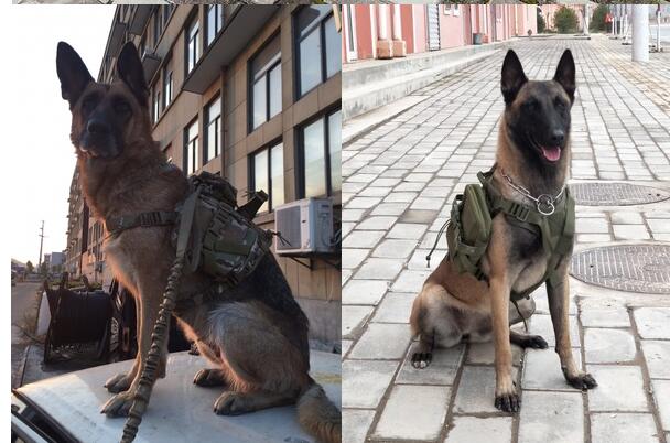 Tactical dog clothes outdoor dog vest Survival Dog